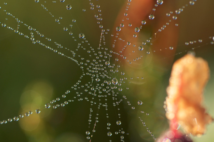 Dewy Spider Web