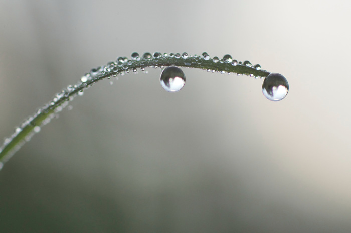 Dew Drops