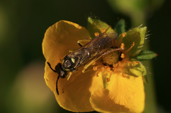 Bee On Flower