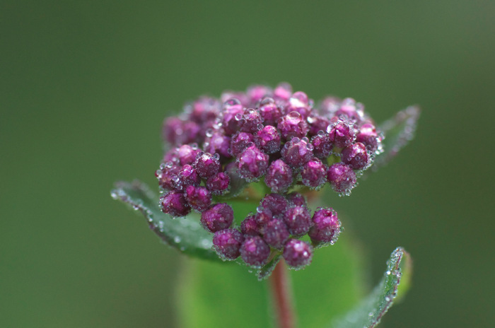 Wet Flower Buds