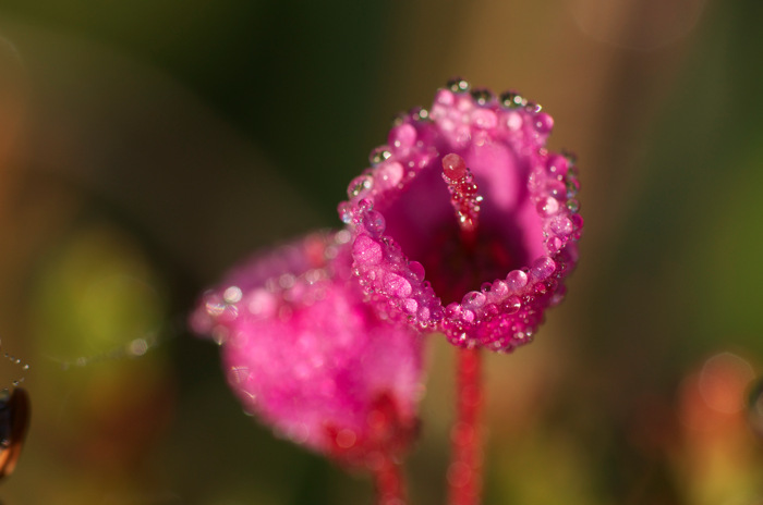 Wet Flower
