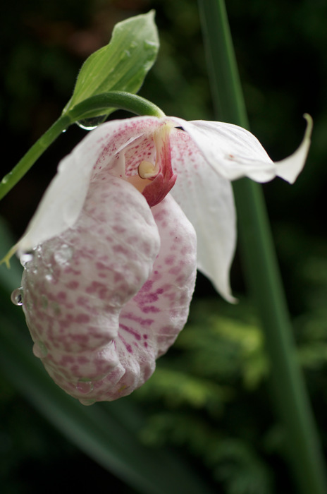 Formosan Lady's Slipper