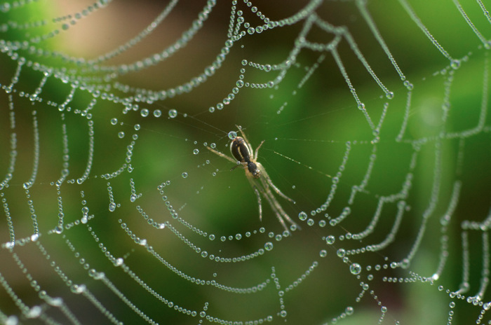 Wet Spider Web