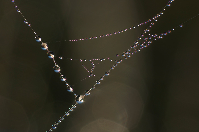 Dewy Spider Web