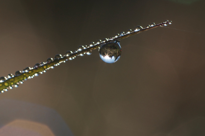 Dew Drop
