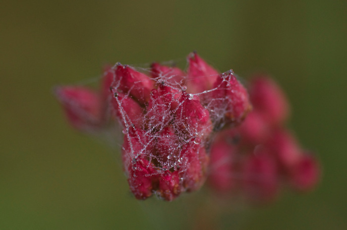 Webbed Flower Buds