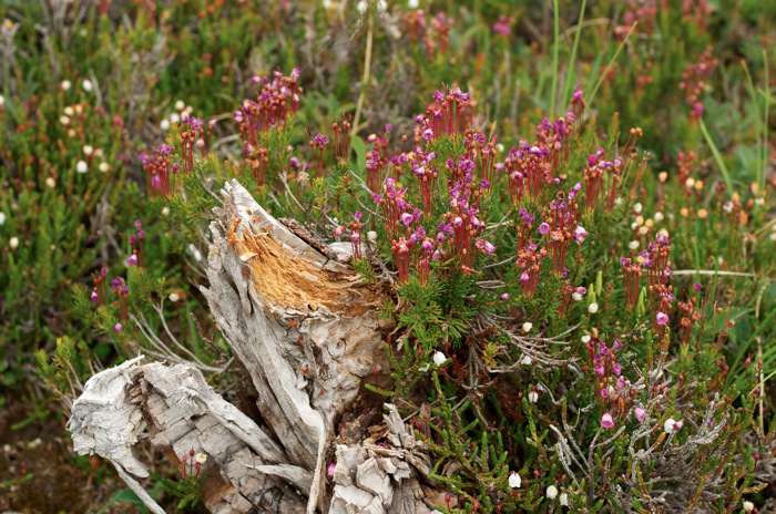 Pink Flowers