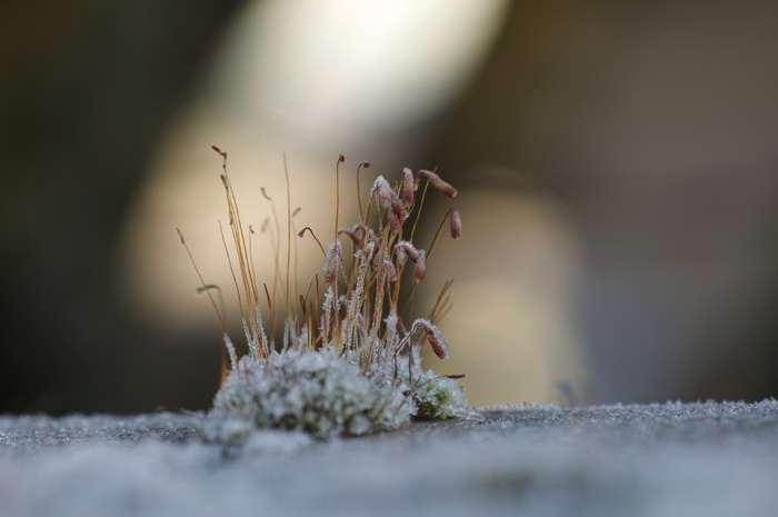 Frosty Moss